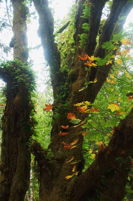 old moldy tree